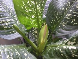 Blühender Dieffenbachia, und die Grundprinzipien der Fürsorge für Pflanzen