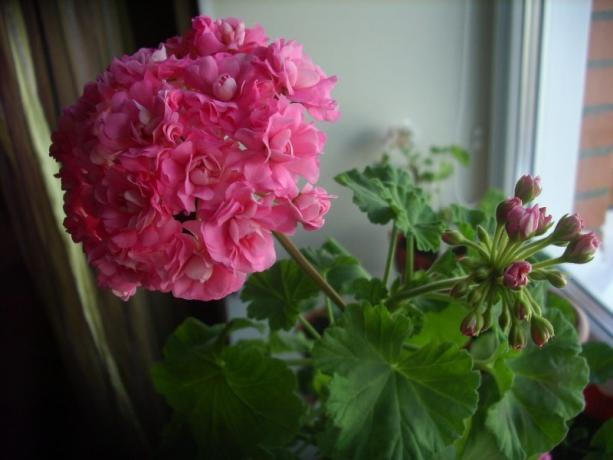 Beginn der Blüte Rose Geranie (gefunden Fotos im Internet)