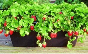 Das ganze Jahr über frische Beeren: wie Erdbeeren zu Hause wachsen