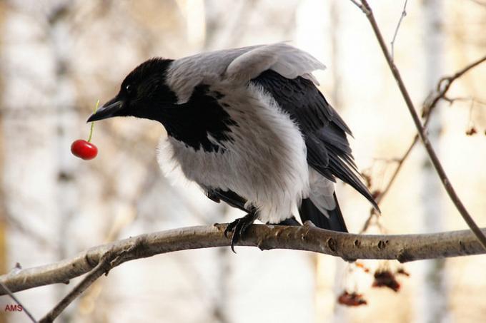 Krähen und Elstern sind sehr wie Beeren zu essen. Illustrationen für einen Artikel aus dem Internet