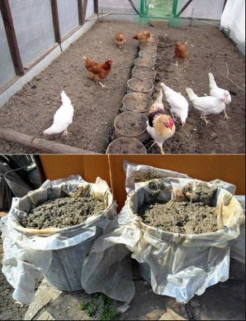 Die richtige Anwendung von Hühnermist im Garten wird die Ernte erhöhen