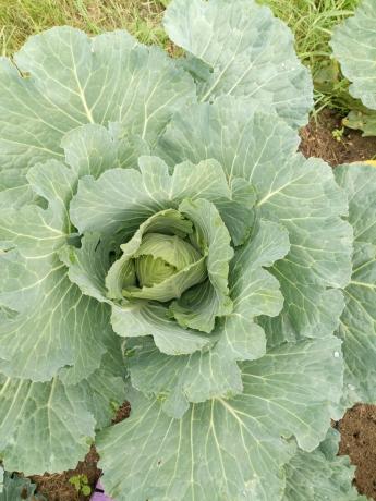 Während des Beginns der Bildung des Kopfes des Kohl.