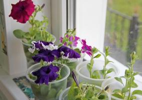 Der Akkord Mai: beim Pflanzenkeimlingen Petunien und wie man richtig Pflege