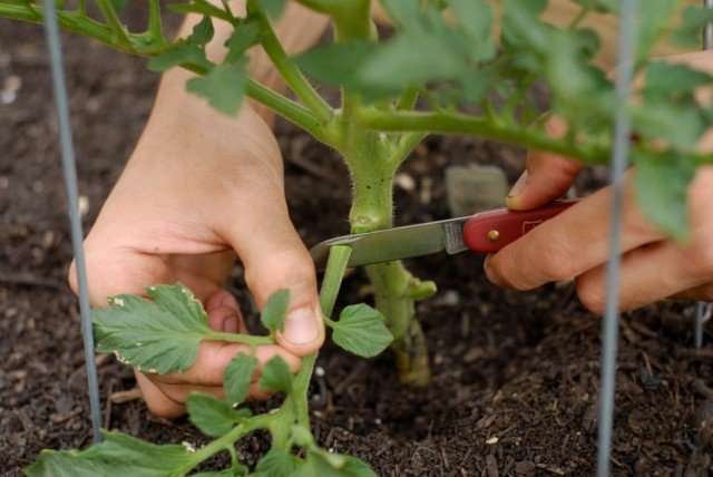 Pruning ist sehr wichtig! Foto: violet-bryansk.ru