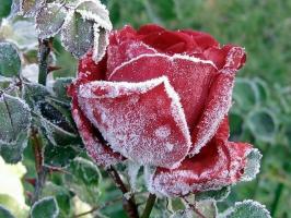 Bereiten Sie Rosen für den Winter: wie Temperament, was und was zu verbergen, wie zu trimmen. Wie Farbe beeinflusst den Frost