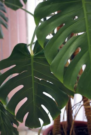 Tropical monstera Blätter - allgemein anerkannte Form