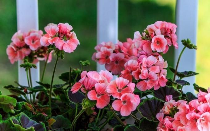 Der Hauptvorteil der Heimat Geranien - eine großartige Blüte bei anspruchslos! (Geraniumguide.com)