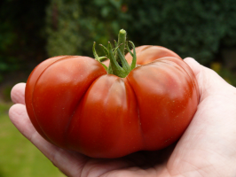 Eine gute Möglichkeit, zu pflanzen Tomaten - vor dem Winter