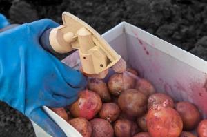 Die Behandlung von Kartoffelknollen vor dem Einpflanzen gegen Krankheiten und Schädlinge.