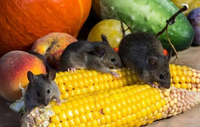 Mäuse essen die Ernte. Bildquelle: botanichka.ru