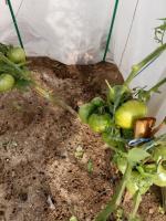 Tomaten reifen schlecht an Regentagen. Kann ich sie grün und reifen zu Hause sammeln