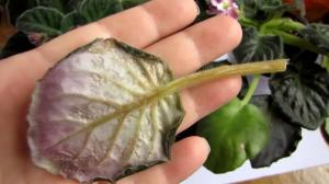Probleme mit Blättern in Viola? Wir untersuchten zusammen und die Pflanze Spar