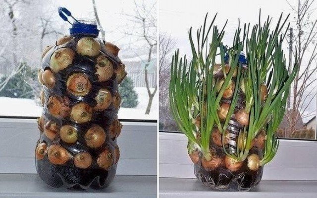 Die einzigartige Methode der Zwiebeln auf der Fensterbank wächst | Garten & Gartenbau