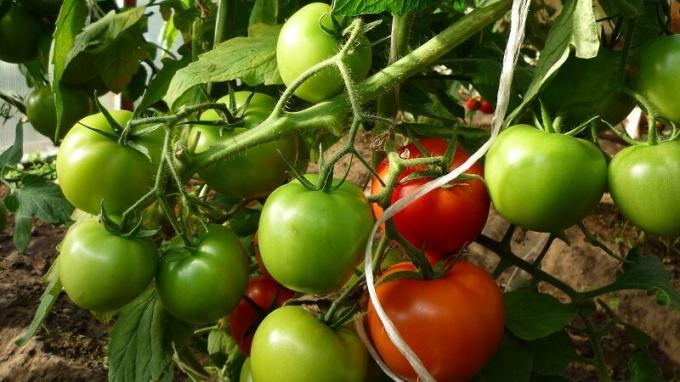 Und weiter August die ausreichend Feuchtigkeit Tomaten Betten überwachen