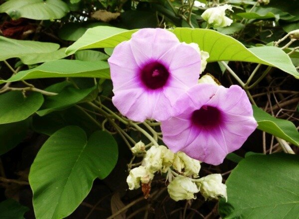 Hawaiian Rose - ein Medikament, ähnlich wie LSD | ZikZak