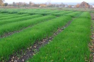 Rye-Gründüngung: Pflanzung im Herbst wird die Fruchtbarkeit und Ernte von Gemüse erhöht aufgrund organischen