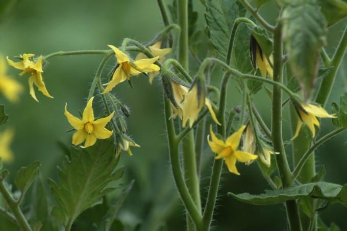 Blühende Tomaten (Foto von harvesttotable.com)