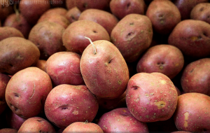 Wie die Kartoffeln speichern die Knollen verrotten nicht