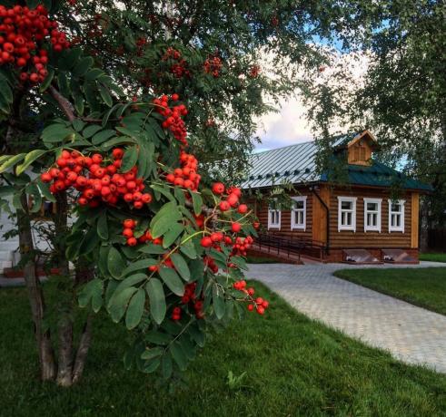 Rowan - eine traditionelle Verzierung der russischen Dörfer! (Foto von playcast.ru)