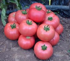 5 der süßesten Sorten von Tomaten
