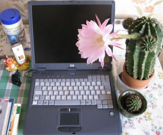 Cactus am Computer. Foto aus dem Internet
