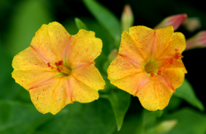 5 ungewöhnliche und hardy Blumen. Auswahl für Ihren Garten