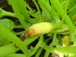 Ovary Zucchini gelb, rot und fallen ab: ⚡ was die Ernte im Garten zu tun, um zu sparen