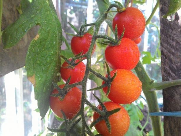Reifende Tomaten, - Augenschmaus! (Mojateplica.ru)