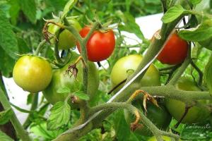 Tomaten blühen, und die Eierstöcke nicht. korrigiert die Situation