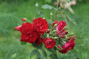 Der kanadische Rosengarten ist gut für Russisch (vor allem in kalten Regionen)