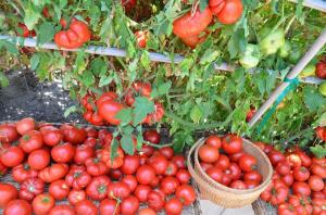 Die unteren Blätter, desto höher ist die Ausbeute an Tomaten (Spezialmodus Düngen und Bewässerung)