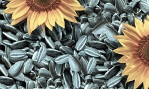 Nutzen und Schaden von Sonnenblumenkernen für den Körper