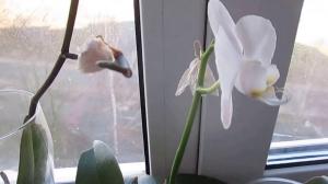 Die Gründe für Abfallen Knospen in Orchideen