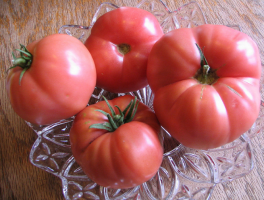 6 anspruchslos zu klein Tomatenzucht sibirischen