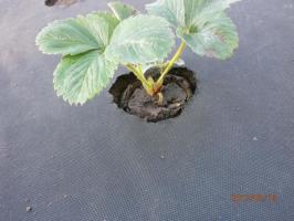 ⚡Ostatsya Vorteil: Pflanzung Erdbeeren auf schwarzem Faser. Wie und warum