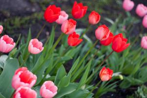 Wie für Tulpen im Land zu sorgen, nach der Blüte