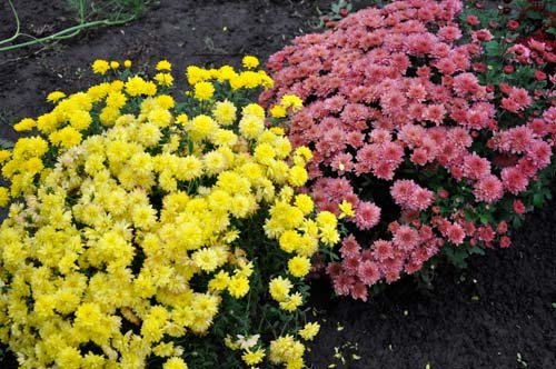 Chrysanthemen Mehr und dekoriert site! (Flo.discus-club.ru)