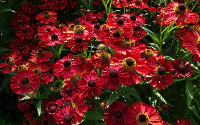 Sorten helenium