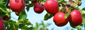 Apfelbaum - der landwirtschaftliche Techniker und biologische Eigenschaften