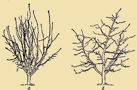 Frühling Beschneidung wird aktiv an jungen Bäumen angelegt - landschaftlich gestalteten reifen Bäume, die ausgesetzt sind jedes Jahr dieses Verfahren, müssen jedes Jahr gibt es weniger (wir sprechen hier nicht über Anti-Aging Beschneiden).