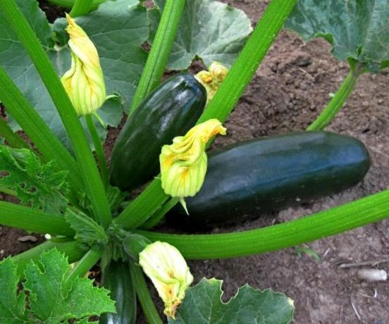 Maturing Zucchini. Foto aus dem Internet