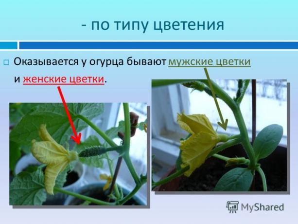 Ein illustratives Beispiel für eine Website myshared.ru