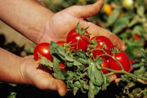 6 Geheimnisse: Tomaten sind sehr lecker, saftig und groß