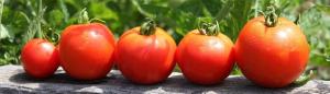 Das Einpflanzen Tomaten für den Winter? Ja! Frühe Keimung und Ernte