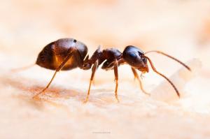 Von Ameisen liefern Grieß nur zusätzliche Zutat
