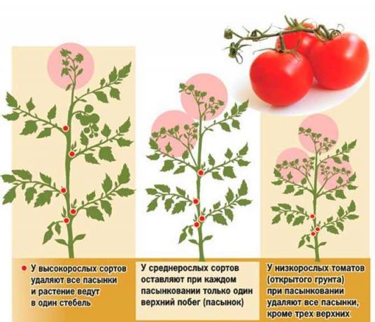 Pasynkovanie Tomate hat mehrere Systeme | Quelle Foto my-fasenda.ru