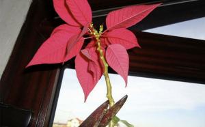 „Weihnachtsstern“ ausgelöscht: was ist, wenn kranke Poinsettia Blätter und Tropfen zu tun