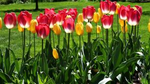 Schneiden der Tulpen: Enthält die Pflanze schädigen und wie zu tun?