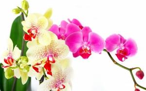 Pflege der Orchidee nach der Blüte