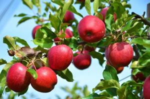 Was passiert, wenn der Apfel und Pflaume nicht Früchte tragen?